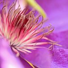 Clematis