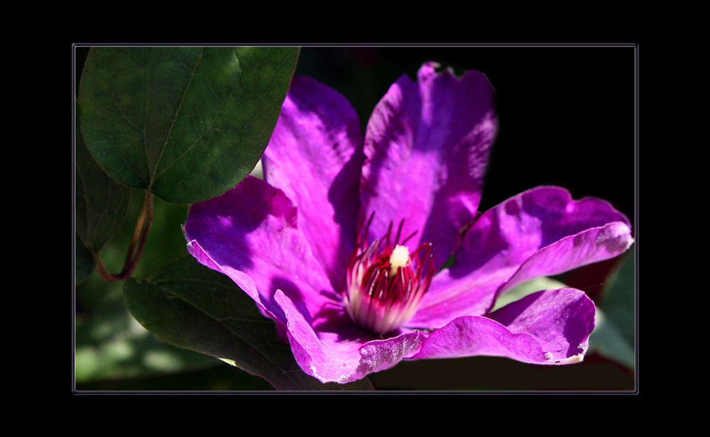 Clematis