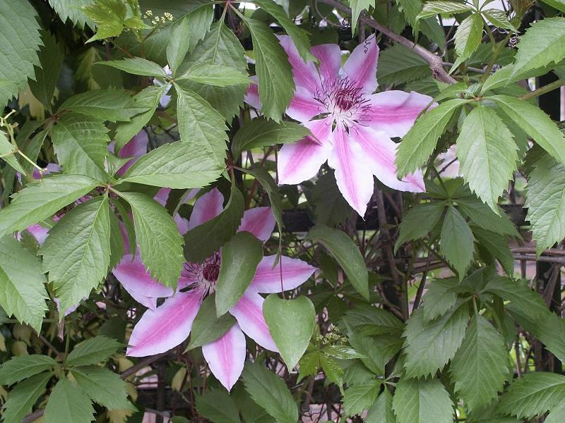 Clematis