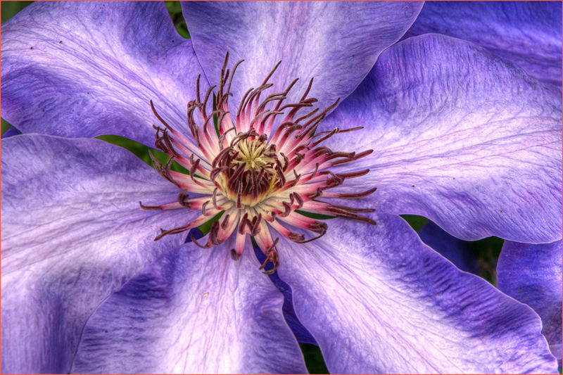 Clematis