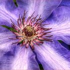 Clematis