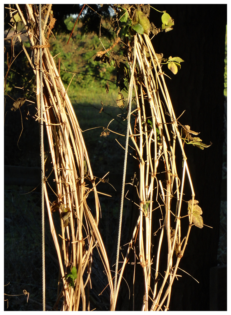 Clematis