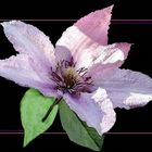 Clematis