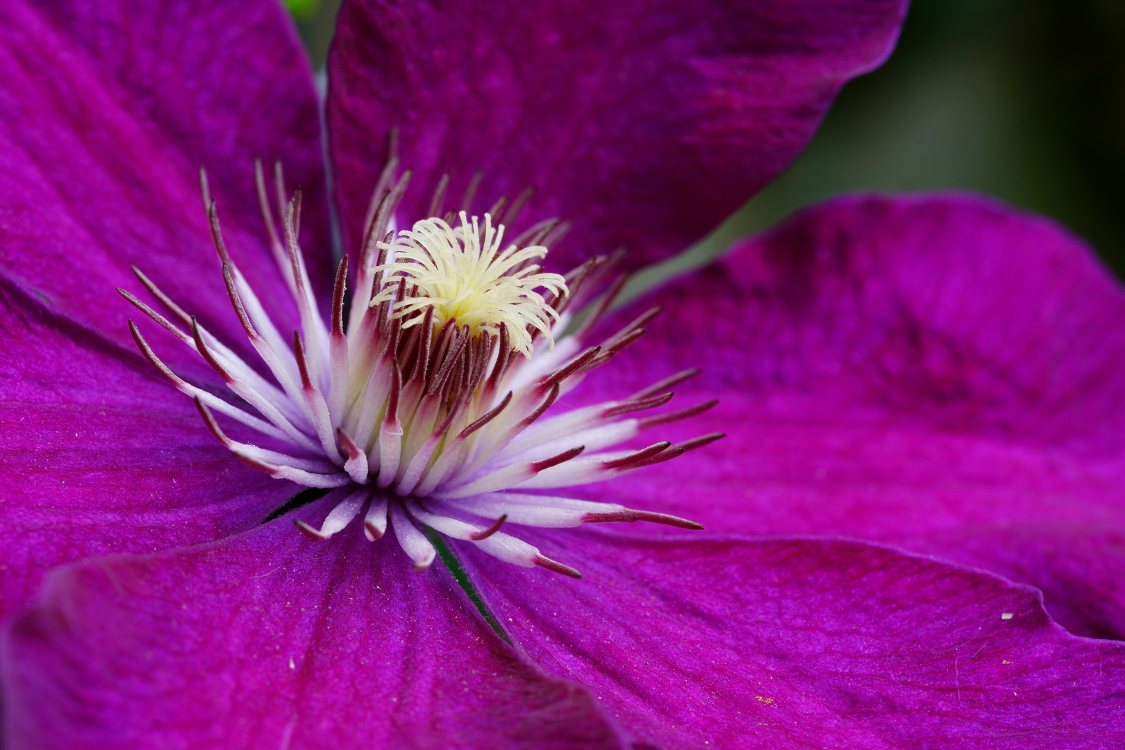 Clematis