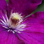 Clematis