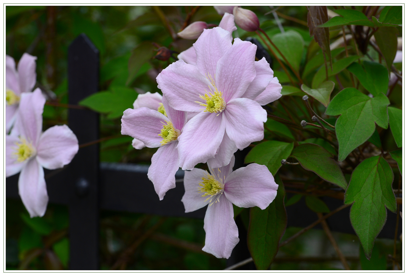 Clematis