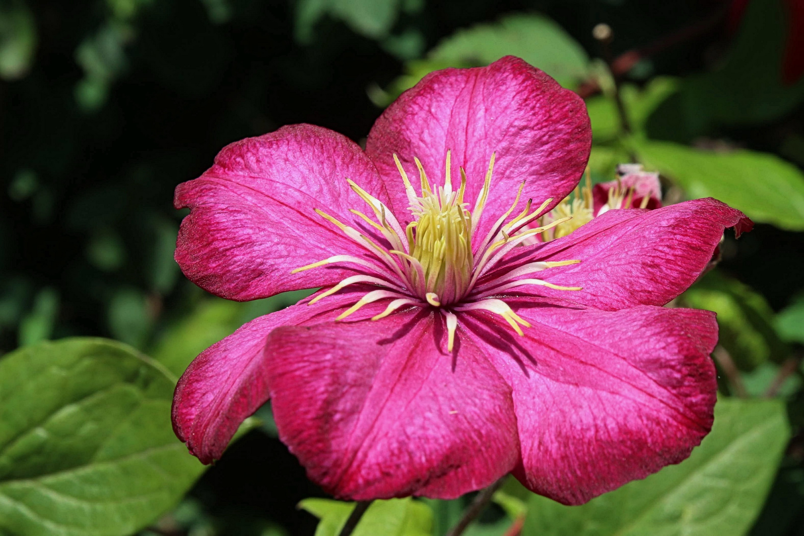 Clematis