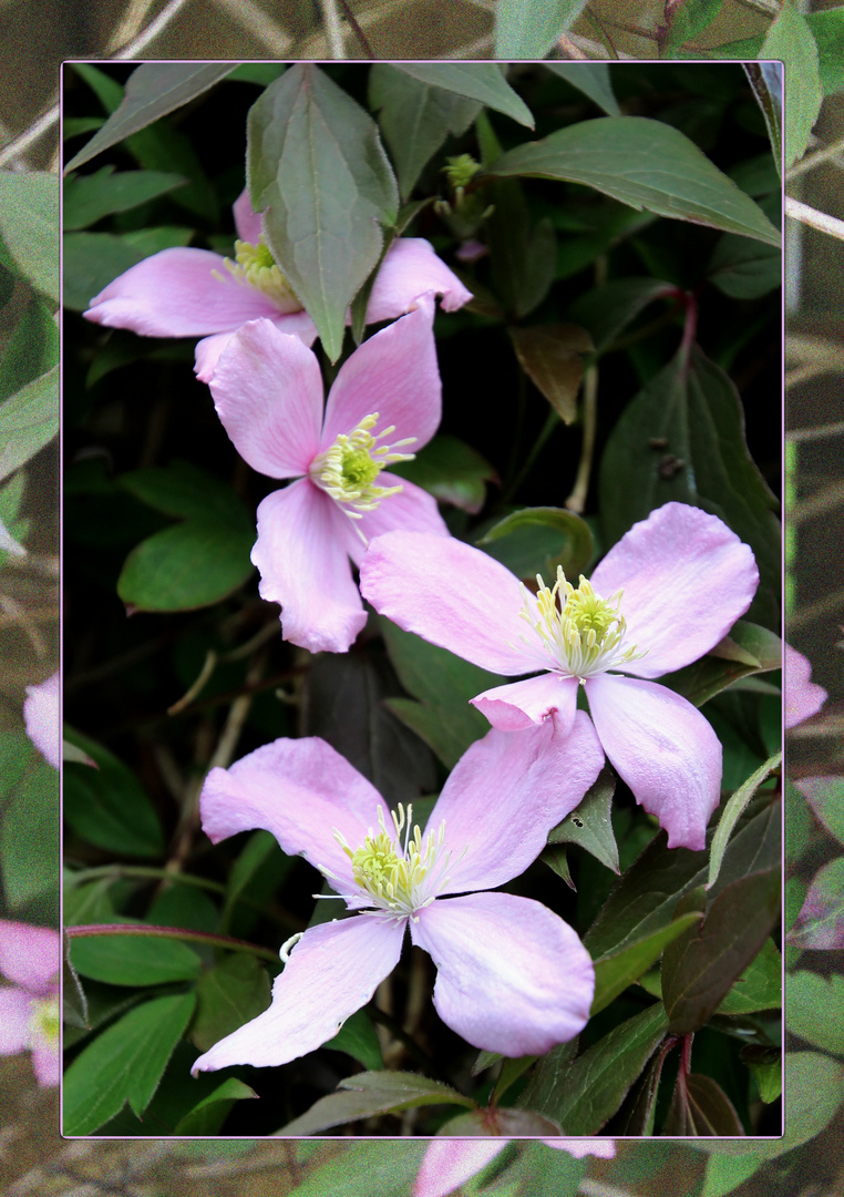 Clematis .. 