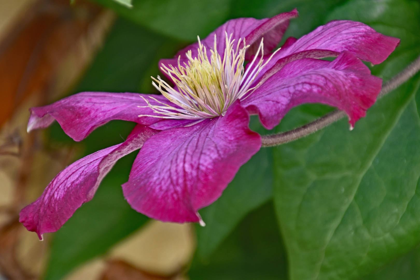 Clematis