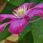 Clematis