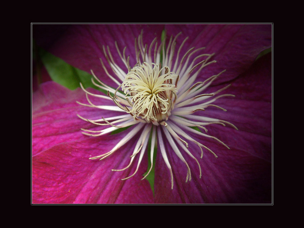 Clematis