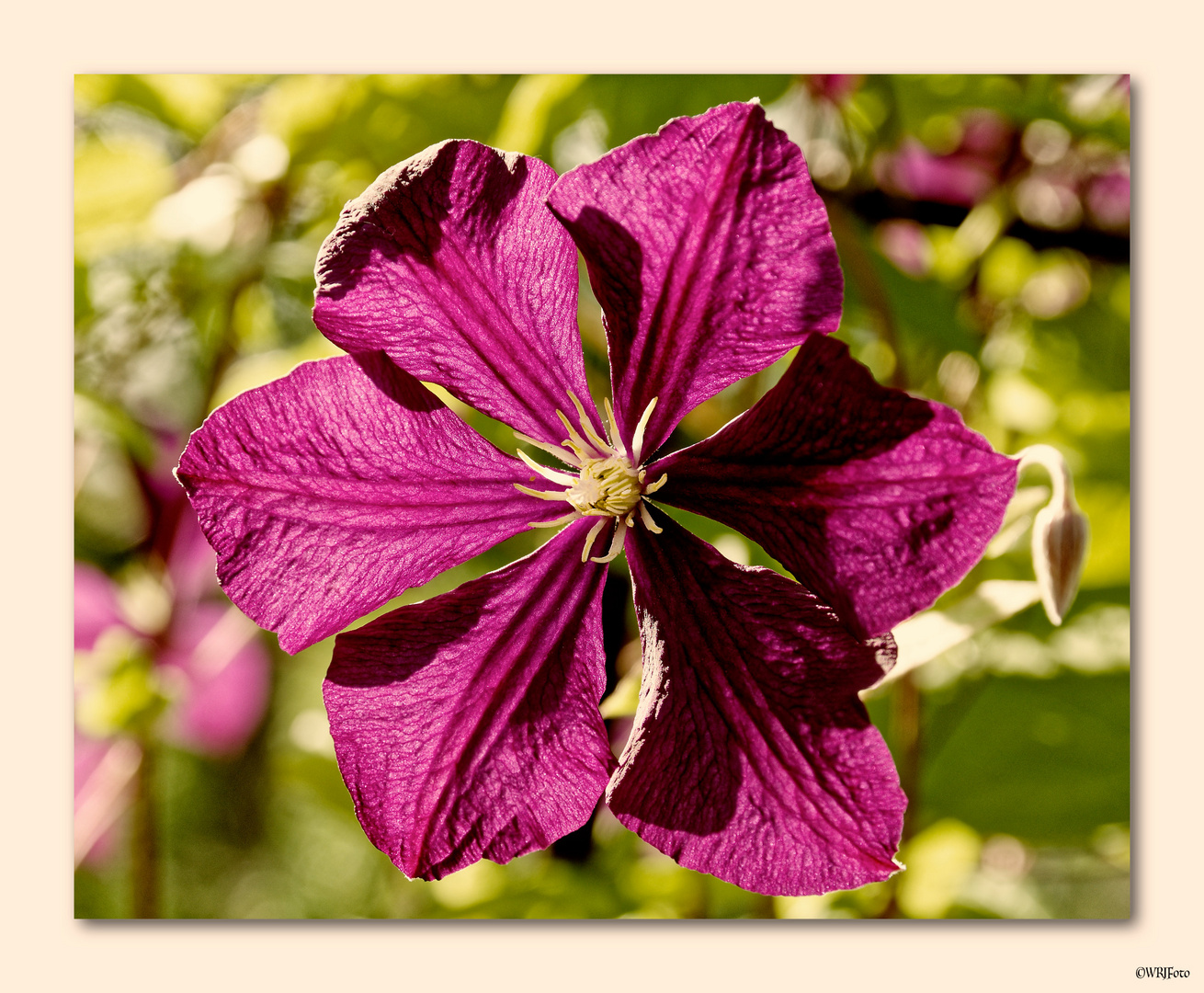 Clematis ...