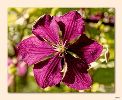 Clematis ...