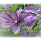  Clematis 