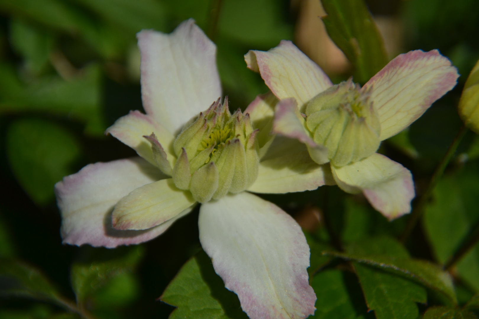 Clematis