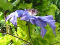 Clematis von chamr 