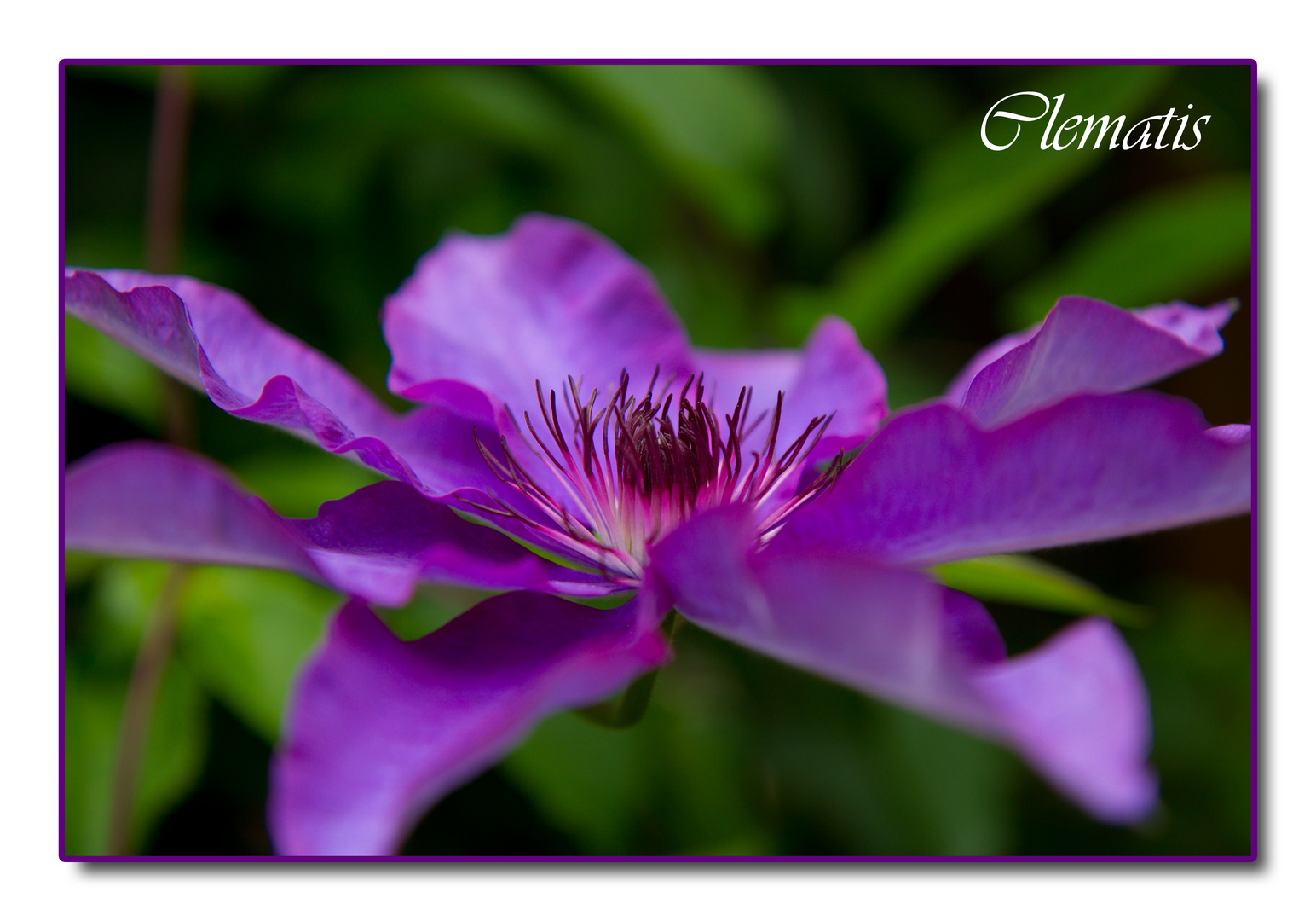 Clematis