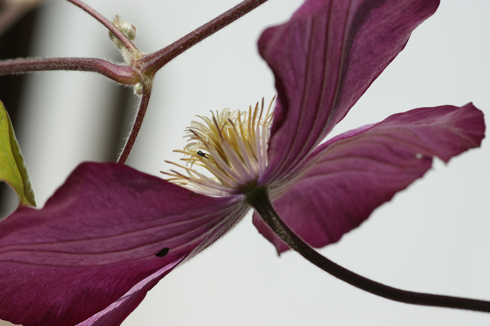 Clematis