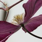 Clematis