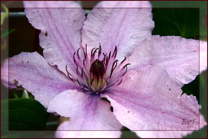 Clematis