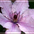 Clematis