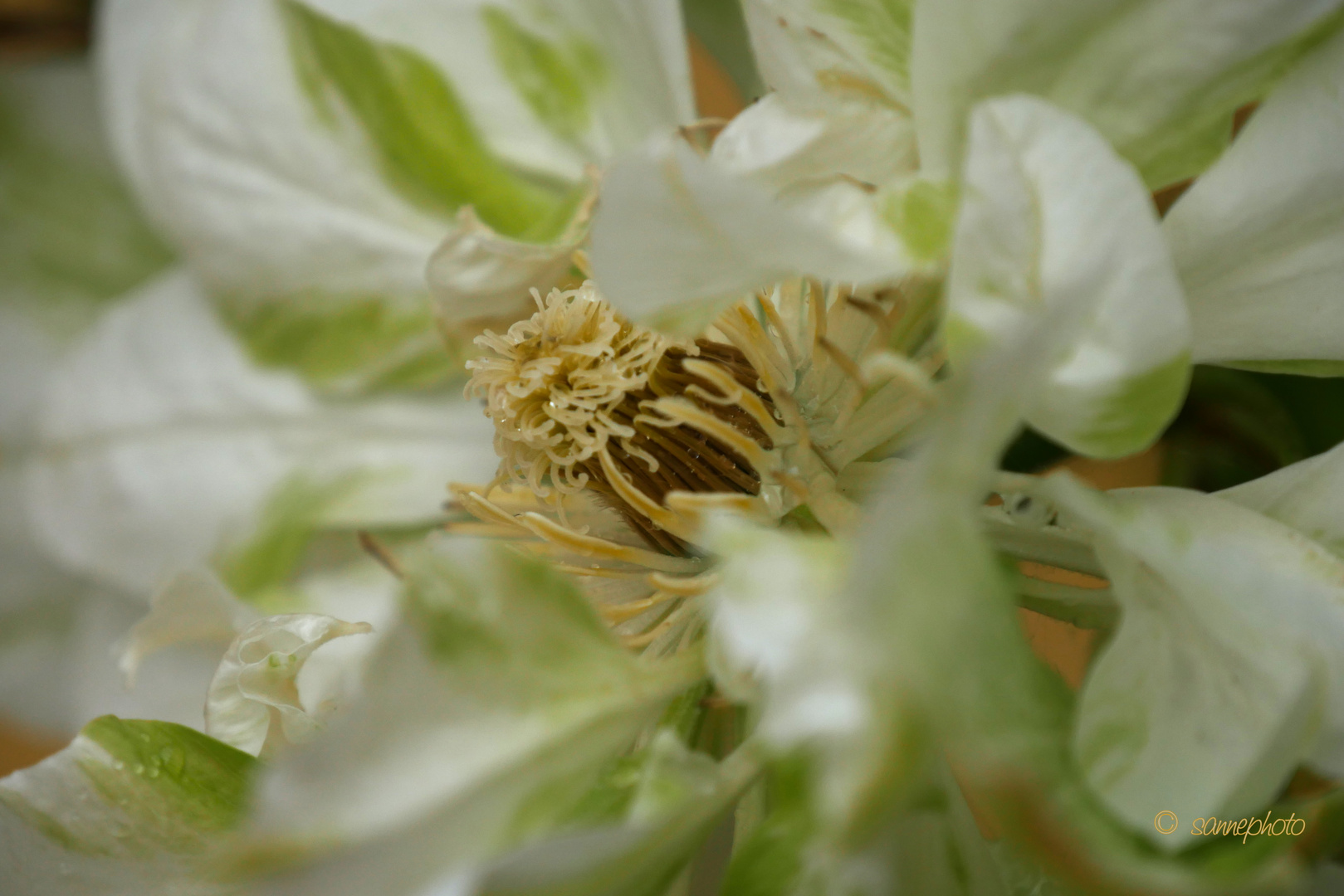 Clematis