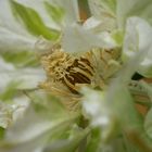 Clematis