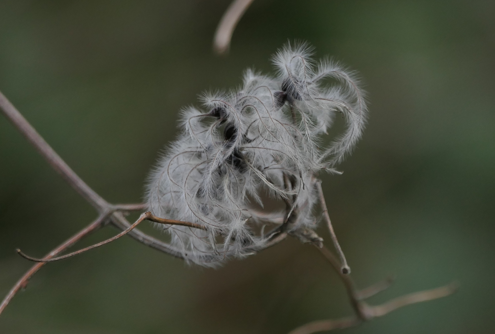 Clematis