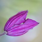 Clematis