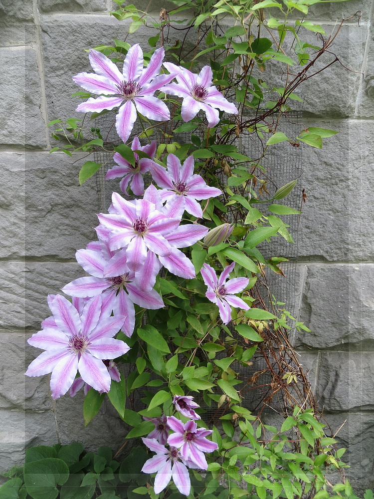 Clematis Foto & Bild pflanzen, pilze & flechten, blüten