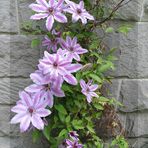 Clematis