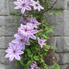 Clematis