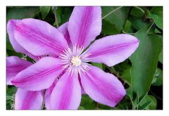 Clematis