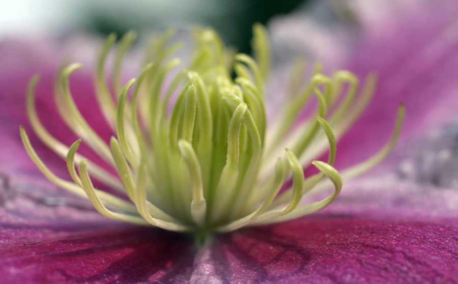 Clematis