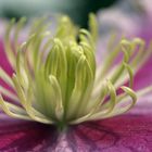 Clematis