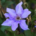 Clematis