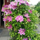 Clematis