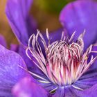 Clematis