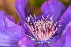 Clematis