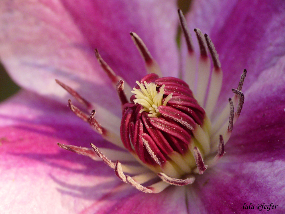 clematis