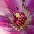 clematis