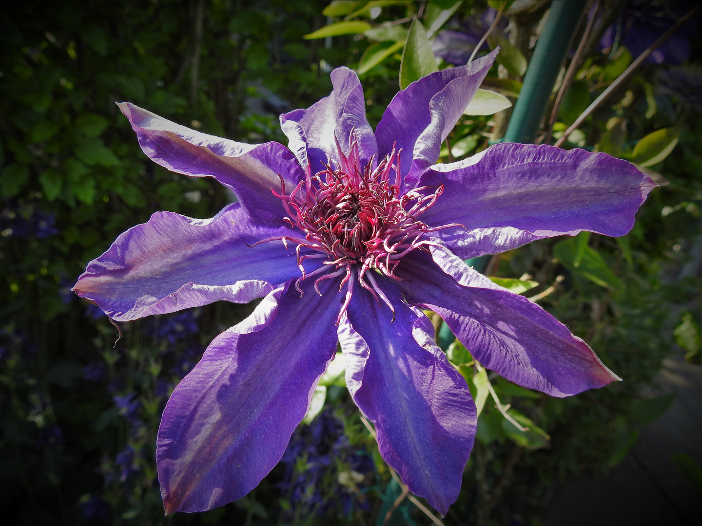 Clematis