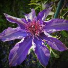 Clematis