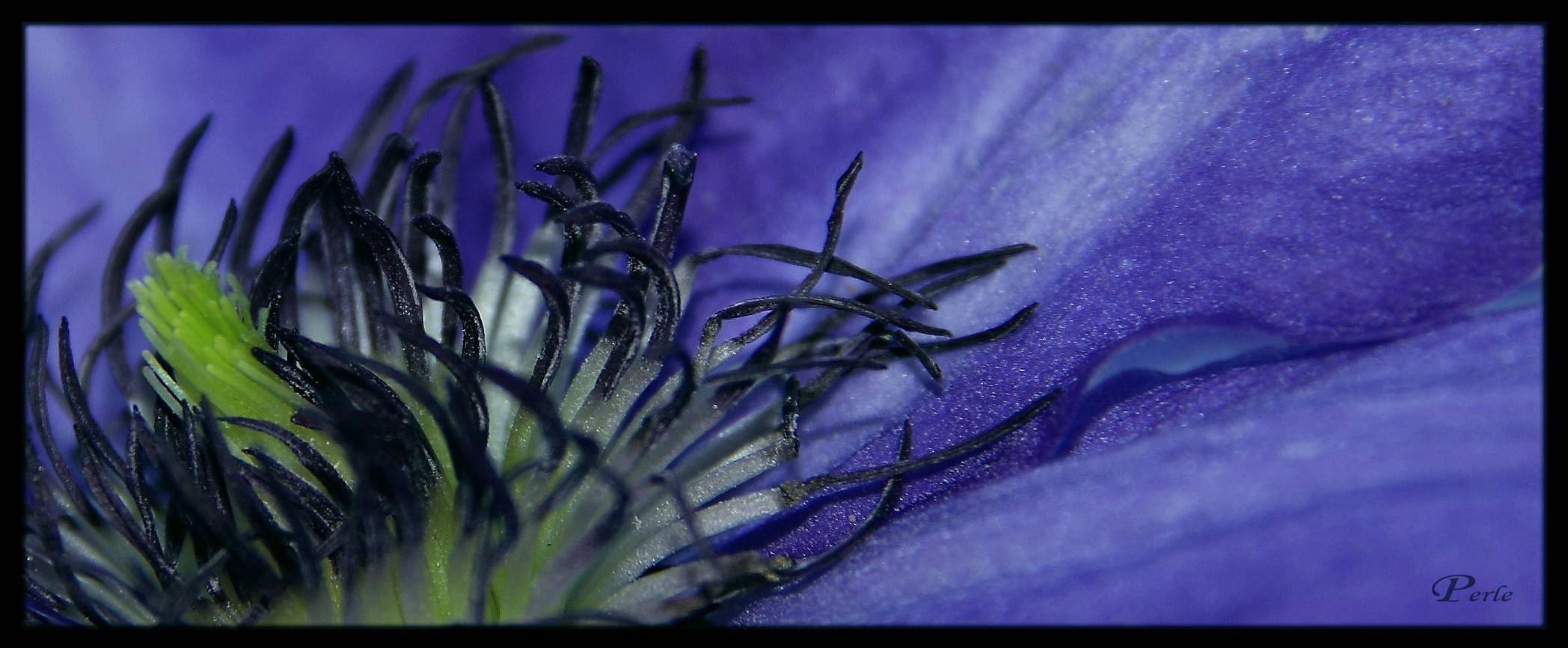 Clematis