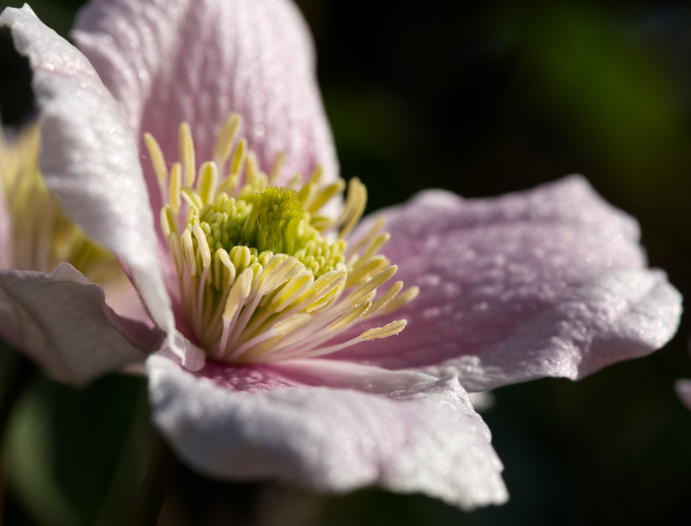 Clematis