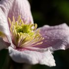 Clematis