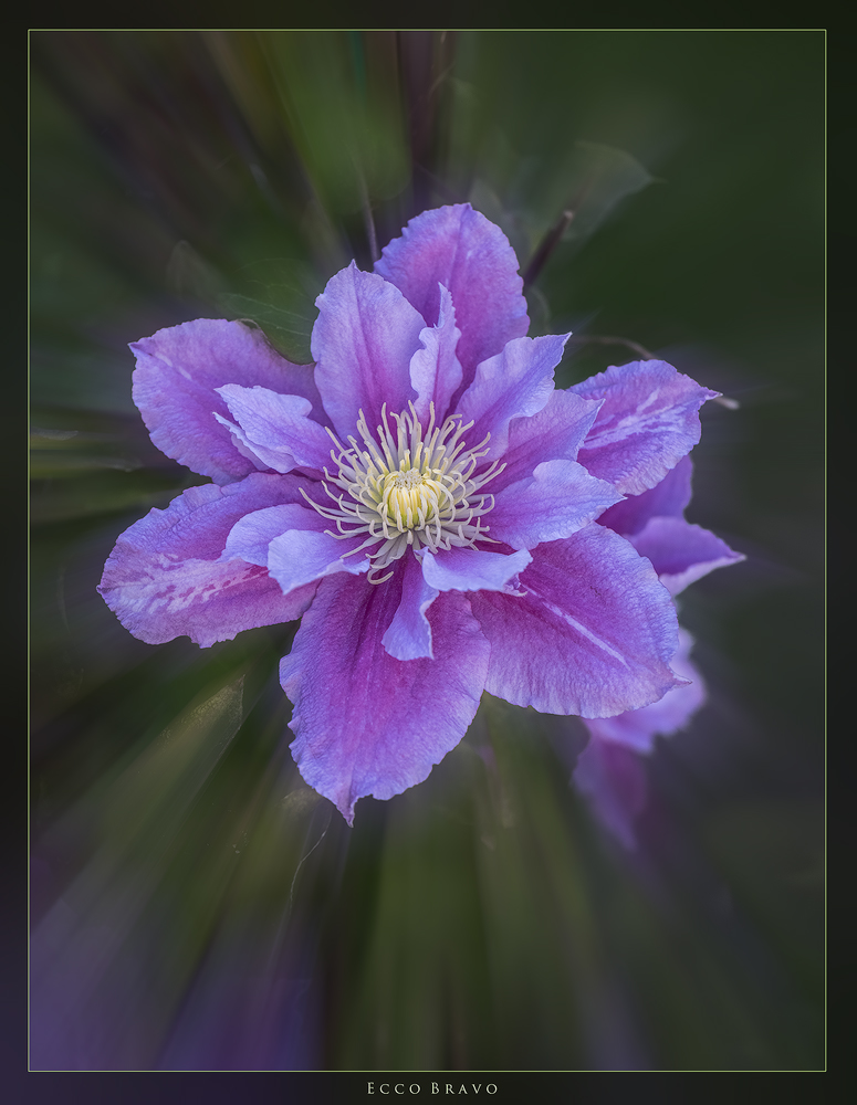 Clematis