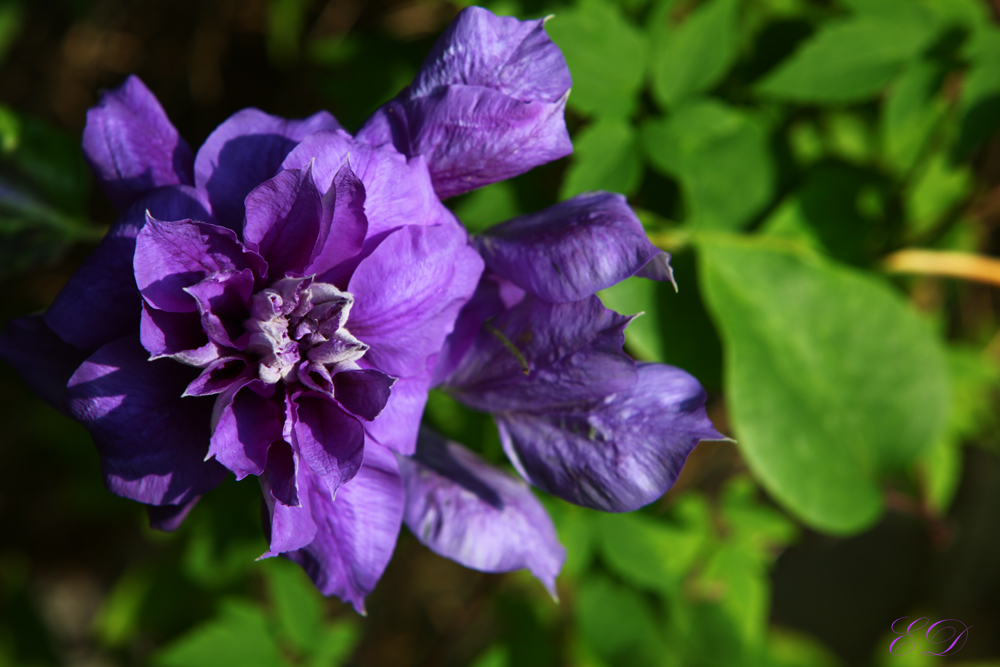 Clematis