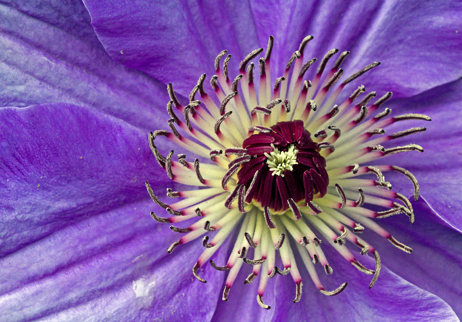 Clematis