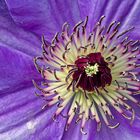 Clematis